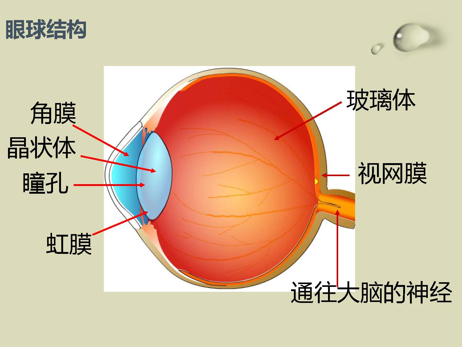 健康教育课件第三课  预防近视，保护视力_页面_03.jpg